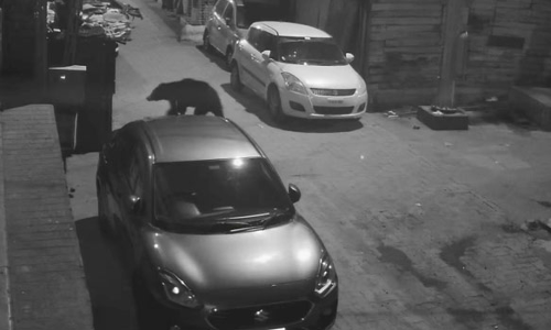 ஊட்டி நகருக்குள் நள்ளிரவில் புகுந்த கரடி