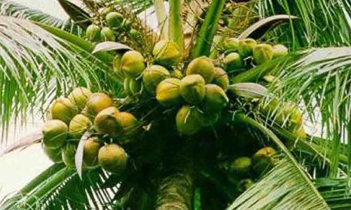 தென்னை நல வாரியம் அமைக்க கோரிக்கை