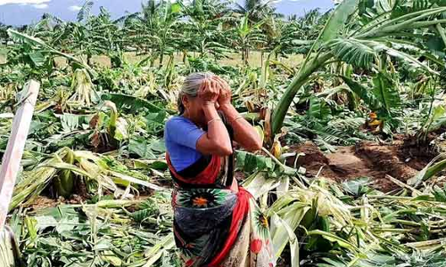 மேட்டுப்பாளையத்தில் வாழைகளை முறித்து சேதப்படுத்திய காட்டு யானை கூட்டம்