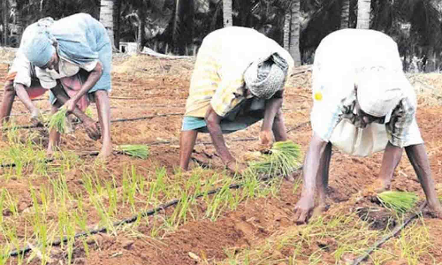 உடுமலை சுற்று வட்டார பகுதிகளில் வைகாசி பட்ட வெங்காய நடவு பணியில் விவசாயிகள் தீவிரம்