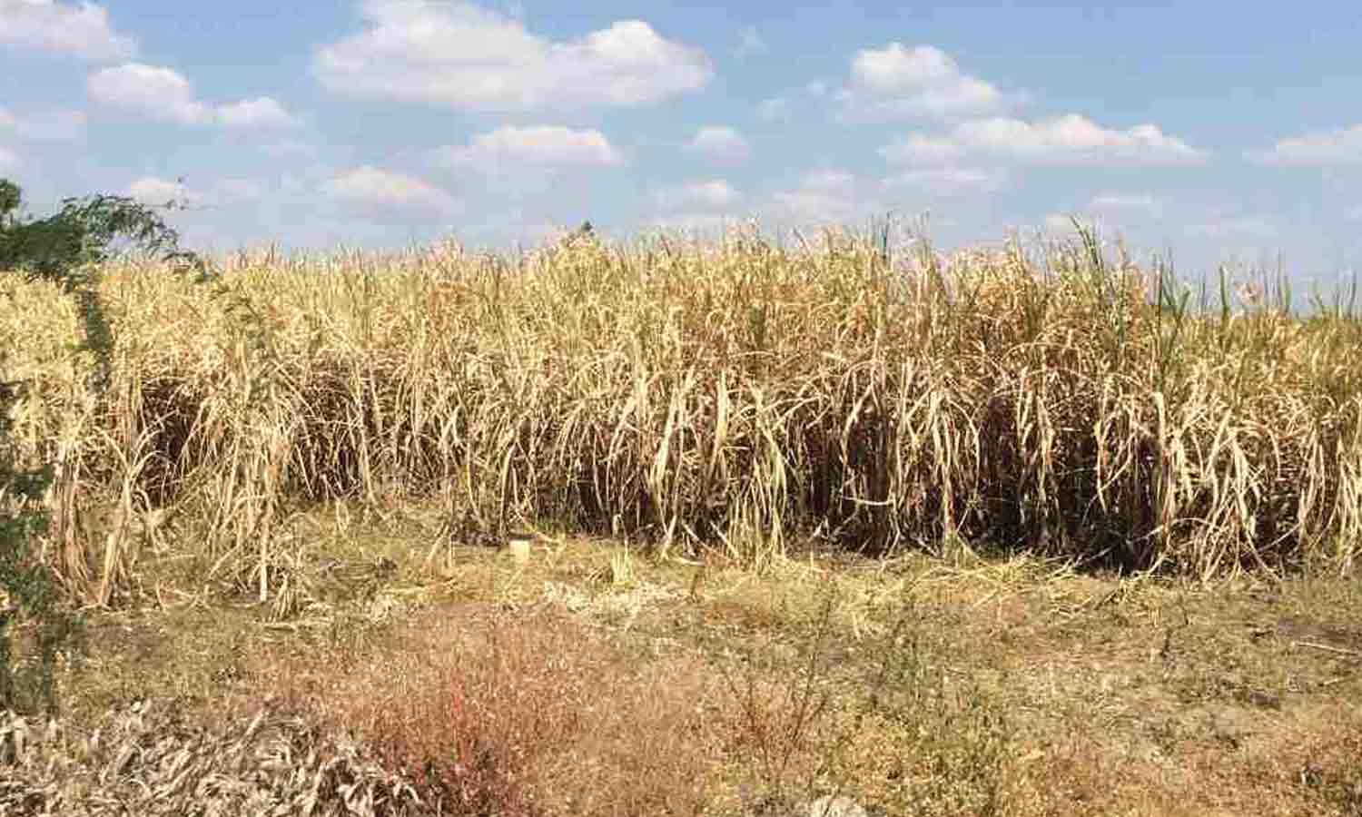 கரும்பு, மணிலா பயிர்கள் காய்ந்து வருவதால் விவசாயிகள் கவலை கரும்பு, மணிலா பயிர்கள் காய்ந்து வருவதால் விவசாயிகள் கவலை