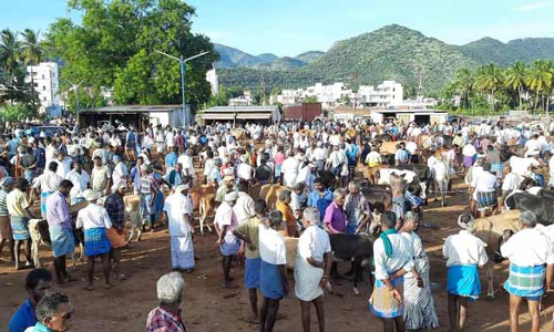 ஒட்டன்சத்திரம் கால்நடை சந்தையில் கேரள வியாபாரிகள் வராததால் களை இழந்தது