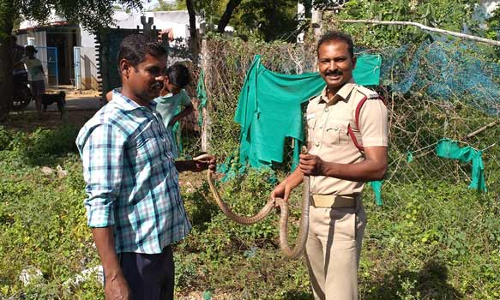 குமாரபாளையத்தில் கம்பி வலையில் சிக்கிய பாம்பு