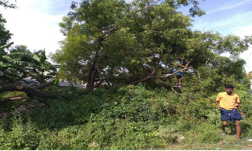 குமாரபாளையம் அருகே அனுமதியின்றி மரம் வெட்டி கடத்தல்