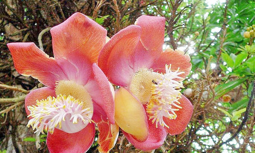 சுற்றுலா பயணிகளை கவர்கிறது பர்லியார், பொக்காபுரத்தில் பூத்துகுலுங்கும் நாகலிங்க மலர்