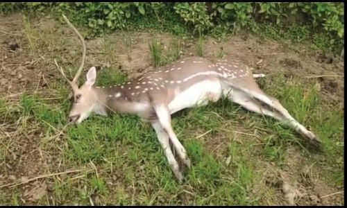 ஏலகிரிமலை அடிவாரத்தல் நாய்கள் கடித்து மான் சாவு