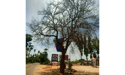 பழமையான மரங்களை பட்டுபோக செய்யும்  தொழில் நிறுவனங்கள்