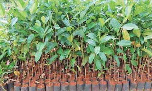 பொதுமக்கள், விவசாயிகளுக்கு இலவசமாக 10.36 லட்சம் மரக்கன்றுகள் வழங்க இலக்கு