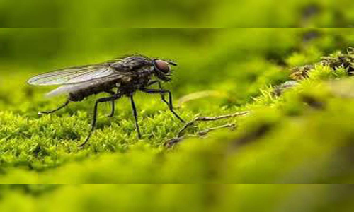 சின்னப்புத்தூா் கிராமத்தில் ஈக்கள் தொல்லையால் பொதுமக்கள் அவதி