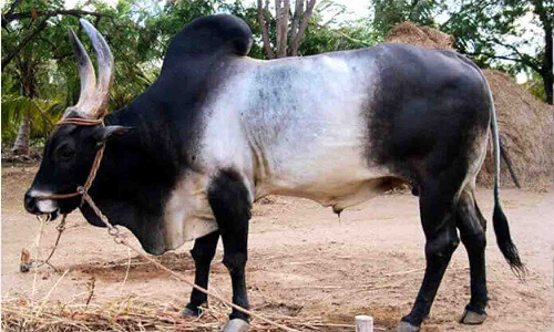 பழையகோட்டையில் ரூ.15 லட்சத்துக்கு காங்கேயம் இன காளைகள்  விற்பனை