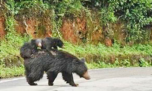 கோத்தகிரி அருகே 2 குட்டிகளை முதுகில் சுமந்து சாலையை கடக்கும் தாய் கரடி