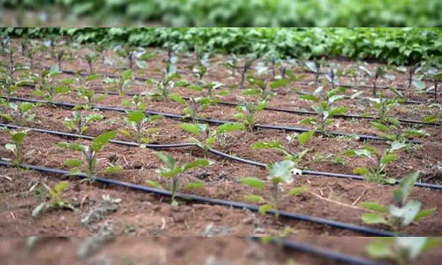 சொட்டு நீர் பாசன திட்ட  நிதியை வங்கி கணக்கில் செலுத்த  வேண்டுகோள்