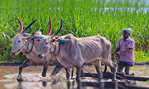 ஒருங்கிணைந்த வேளாண் வளர்ச்சி திட்டம் - விவசாயிகள் குற்றச்சாட்டு