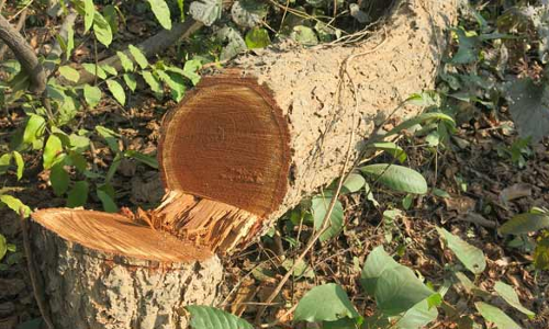 மரம்  வெட்டியவர்களிடம் அபராதம் வசூலிக்க முடிவு