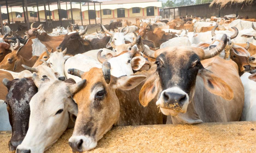 கால்நடை பராமரிப்புத் துறையில் வேலைவாய்ப்பா? பரவும் போலி தகவல்