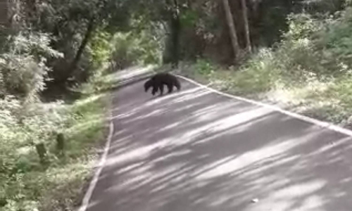 தலமலை வனப்பகுதி ரோட்டில் கரடி நடமாட்டம்