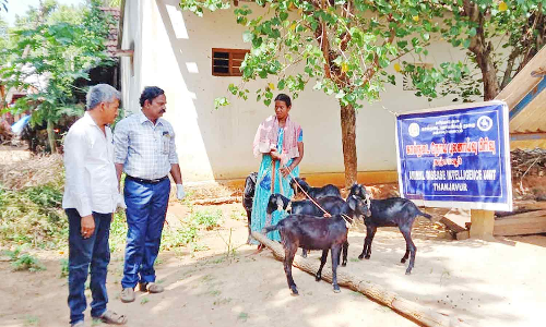 ஆடுகள் முறையாக பராமரிக்கப்படுகிறதா -  அதிகாரிகள் ஆய்வு