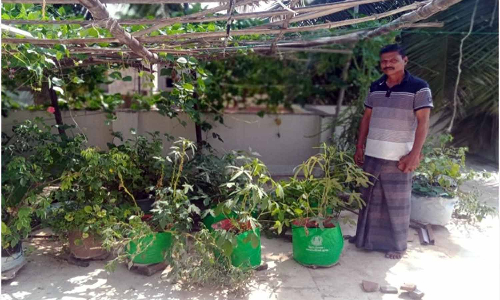 ஊரகப்பகுதிகளில் காய்கறி தோட்டம் அமைக்க தளைகள் வழங்கல்