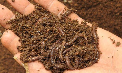 மண்புழு உரம் தயாரிக்க விவசாயிகளுக்கு பயிற்சி