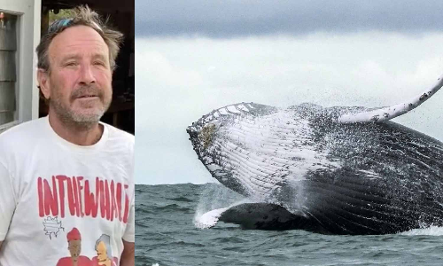 திமிங்கலத்தின் வாய்க்குள் சிக்கி உயிருடன் மீண்டவர்- அமெரிக்காவில் நிகழ்ந்த அதிசயம்