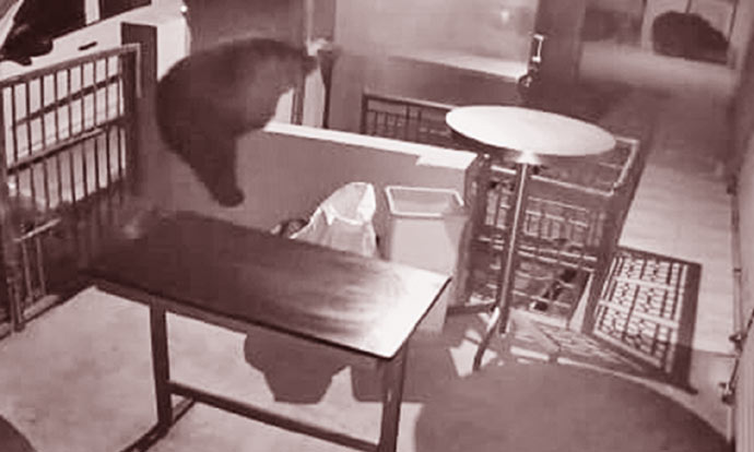 ஊட்டியில் ஓட்டலுக்குள் புகுந்து உணவு பொருட்களை தின்ற கரடி ஊட்டியில் ஓட்டலுக்குள் புகுந்து உணவு பொருட்களை தின்ற கரடி