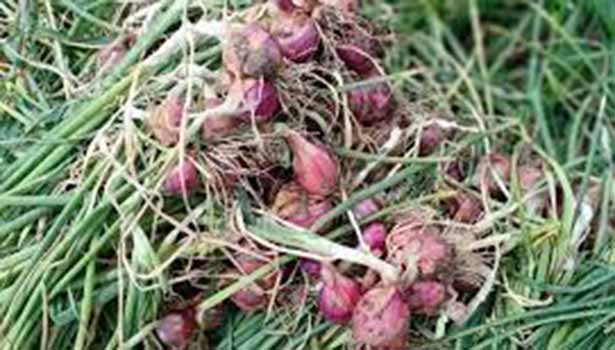 சின்ன வெங்காயத்தை மத்திய அரசே கொள்முதல் செய்ய வலியுறுத்தல் சின்ன வெங்காயத்தை மத்திய அரசே கொள்முதல் செய்ய வலியுறுத்தல்