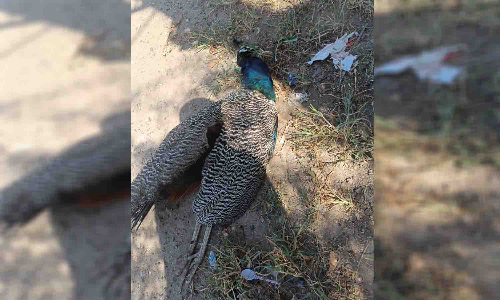 டிரான்ஸ்பார்மரில் அடிபட்டு மயில் பலி