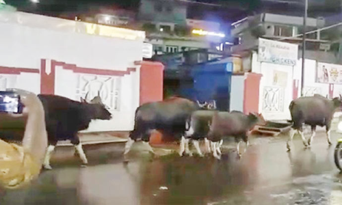 இரவு நேரத்தில் ஊட்டி சாலைகளில் சுற்றி திரிந்த காட்டெருமை கூட்டம்- பொதுமக்கள் பீதி