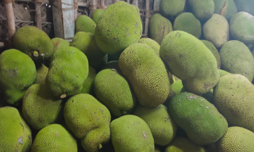 பண்ருட்டியில் கடும் நஷ்டத்தில் மூழ்கிய பலாப்பழ வியாபாரிகள்