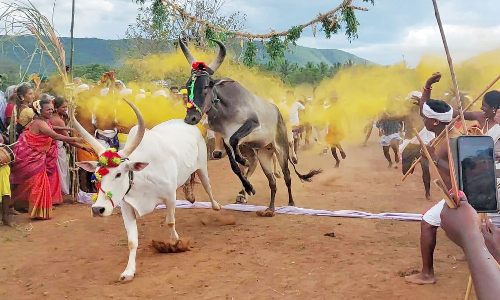 செந்துறை அருகே கோவில் திருவிழாவில் மாடுகள் மாலை தாண்டும் வினோத நிகழ்ச்சி