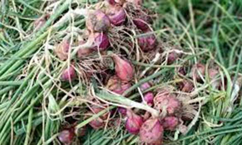 சின்ன வெங்காயத்தை மத்திய அரசே கொள்முதல் செய்ய வலியுறுத்தல்