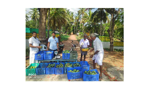 திம்மாபுரம் பண்ணையில்   இயற்கையான முறையில் விளைந்த மா-காய்கறிகள் விற்பனை