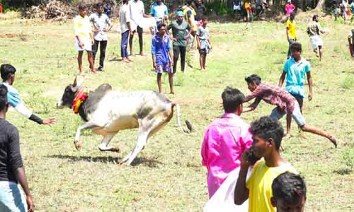 மஞ்சுவிரட்டு போட்டி