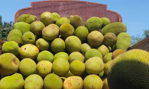 விளைச்சல் அதிகரிப்பால் விலை வீழ்ச்சி: கடும் நஷ்டத்தில் மூழ்கிய பண்ருட்டி  பலாப்பழ வியாபாரிகள்