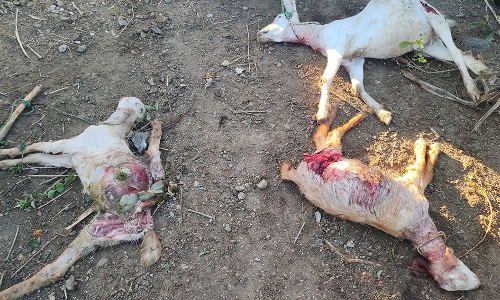 கள்ளக்குறிச்சி அருகே சிறுத்தை கடித்து குதறியதில் 15 ஆடுகள் பலி