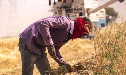 இந்திய கோதுமையை ஏற்றுமதி செய்ய தடை - ஐக்கிய அரபு அமீரகம் அதிரடி உத்தரவு