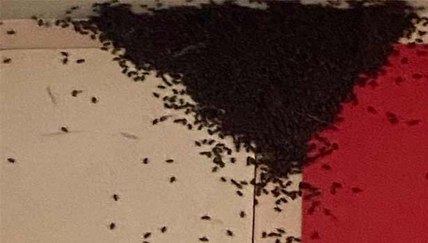 2 மணிநேரத்தில் ராட்சத கூடு கட்டிய தேனீக்கள் 2 மணிநேரத்தில் ராட்சத கூடு கட்டிய தேனீக்கள்