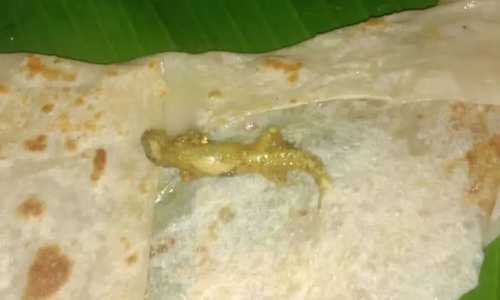 குருமாவில் பல்லி: பரோட்டா சாப்பிட்ட 4 பேருக்கு வாந்தி-மயக்கம்