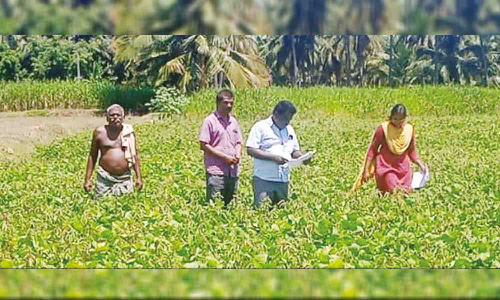 விதைப்பண்ணைகளில் விதைச்சான்று உதவி இயக்குனர் ஆய்வு