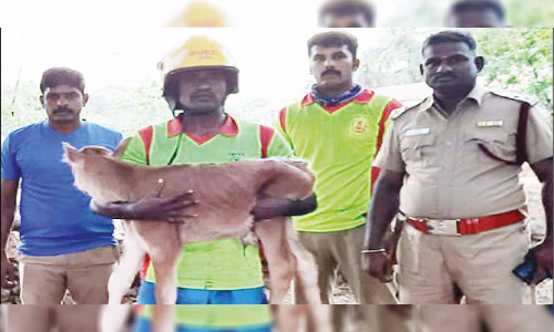 80 அடி ஆழ கிணற்றில் விழுந்த கன்றுக்குட்டியை உயிருடன் மீட்ட தீயணைப்பு வீரர்கள்