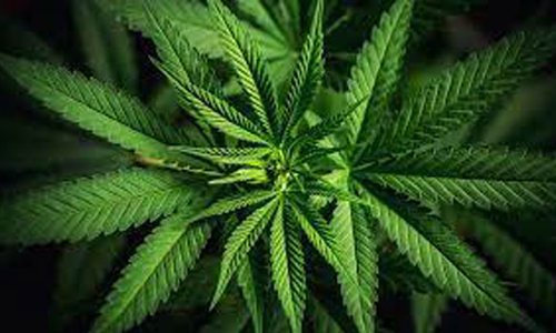 குமரியில் ஒரே நாளில் குட்கா பதுக்கி வைத்திருந்த 24 பேர் மீது வழக்கு