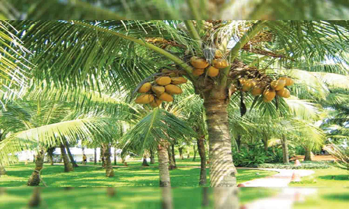 தென்னை விவசாயிகளுக்கு தொழில்நுட்ப பயிற்சி