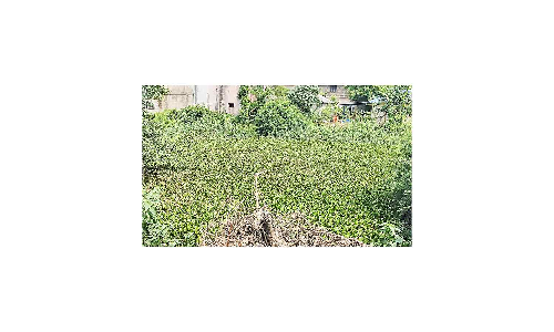 அரியாண்டி குளத்தை தூர்வார பொதுமக்கள் கோரிக்கை