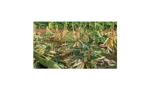 வேப்பனப்பள்ளி அருகே இன்று காலை   வாழை, தக்காளி தோட்டங்களை  சேதப்படுத்திய காட்டு யானைகள்