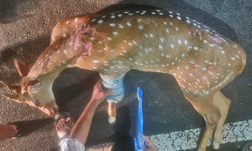 வாகனத்தில் அடிபட்டு கிடந்த புள்ளிமானை மீட்ட சிறுவர்கள்