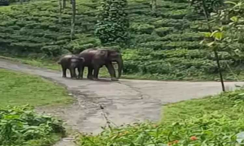 நீலகிரியில் காட்டு யானைகள் புகுந்ததால் தொழிலாளர்கள் அலறியடித்து ஓட்டம்