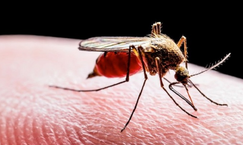 மலேரியா ஒழிப்பு விழிப்புணர்வு