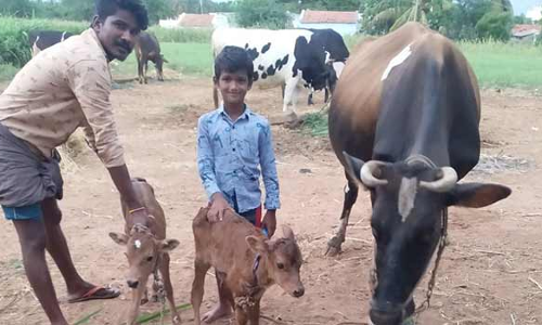பழனி அருகே 2 கன்றுகளை ஈன்ற பசு