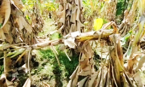 ராஜபாளையம் அருகே விளைநிலங்களில் புகுந்து காட்டு யானைகள் அட்டகாசம்