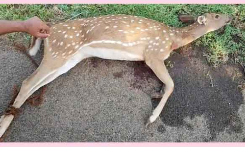 நாய்கள் விரட்டியதில் காயமடைந்த மான் சாவு